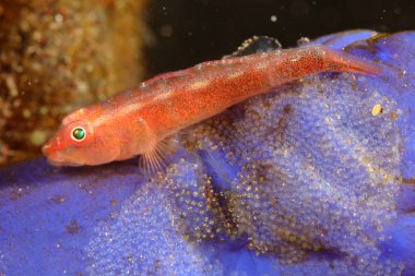 Balık anne ve yavruları