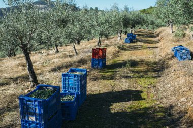 Bir alan Girit Yunanistan zeytin ağaçlarının