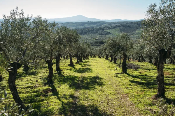 Un campo de olivos en Creta Grecia — Foto de Stock