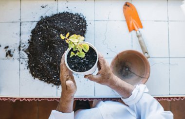 Komuta sizde dikmek bitki eller.
