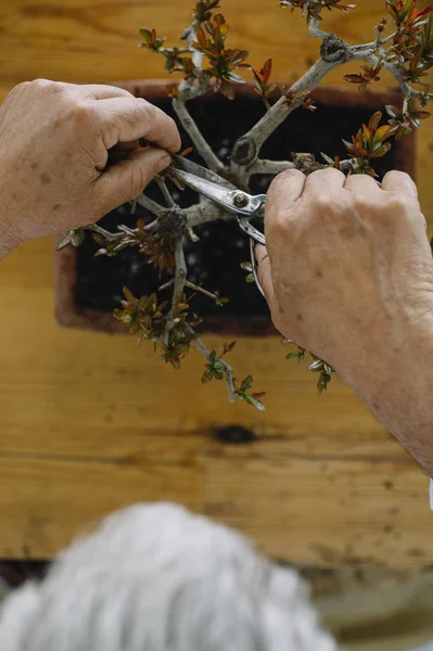 Pria senior yang merawat tanaman bonsai — Stok Foto