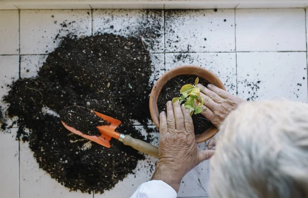 Senior tangan pencangkokan tanaman . — Stok Foto