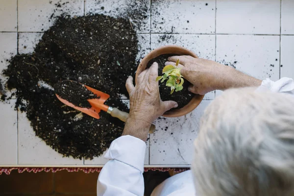 Старший чоловік руками пересаджує рослину . — стокове фото