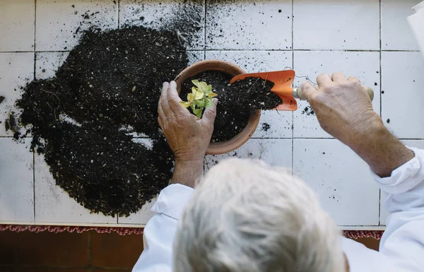 Старший чоловік руками пересаджує рослину . — стокове фото