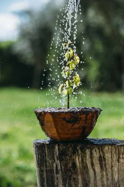 Полив растительной воды — стоковое фото