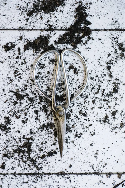 Античний металеві японських карликових дерев ножиці/ножиці — стокове фото