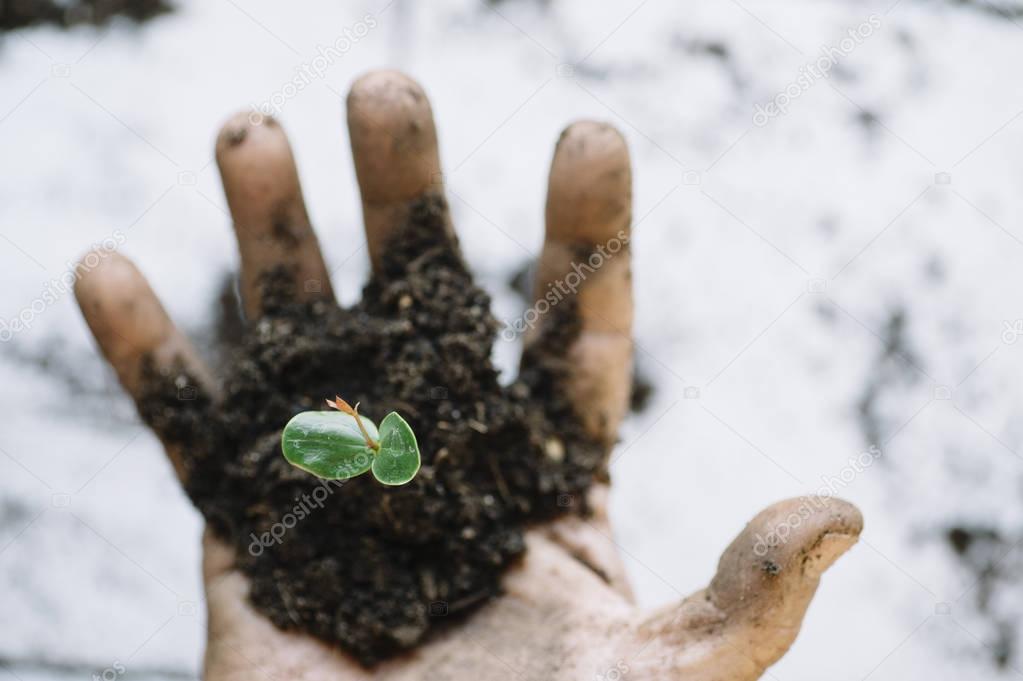 Senior man hands transplanting plant.