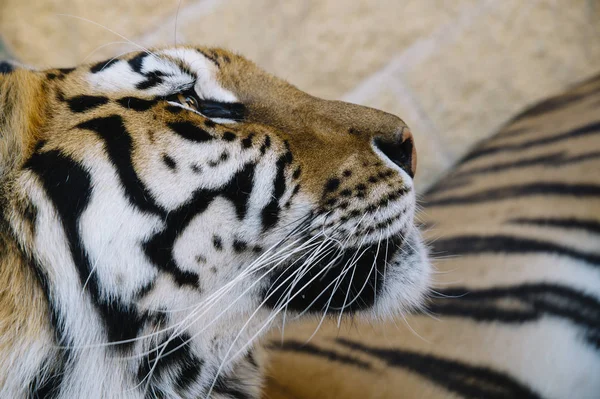 The Tiger close up