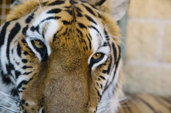 The Tiger close up