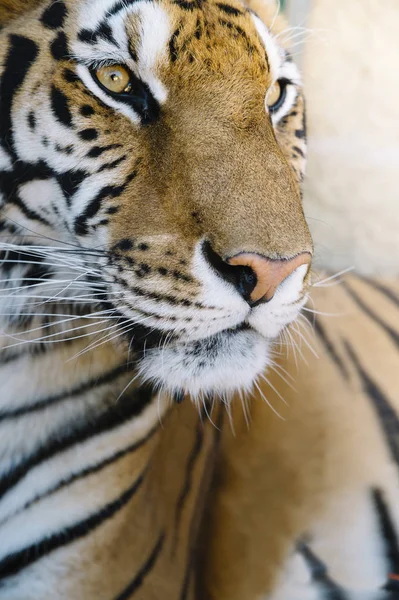 The Tiger close up