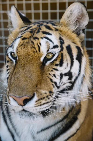 The Tiger close up