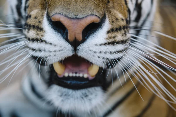 Close-up van de tijger — Stockfoto