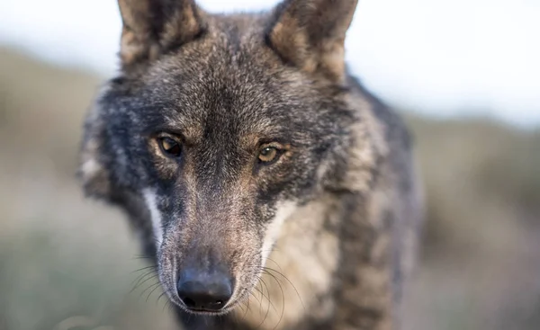Iberic wilk w lesie — Zdjęcie stockowe