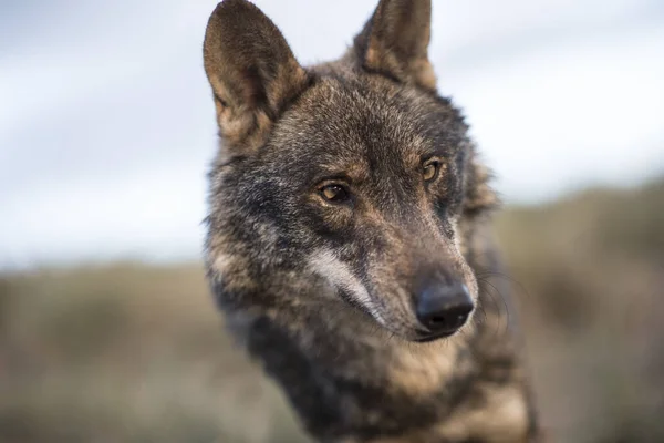 Loup ibérique dans la forêt — Photo