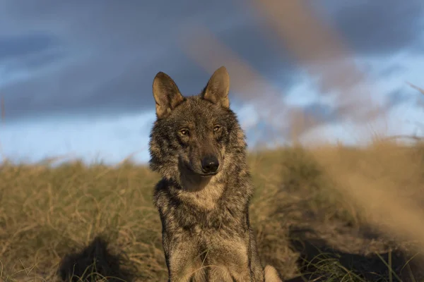 Loup ibérique dans la forêt — Photo