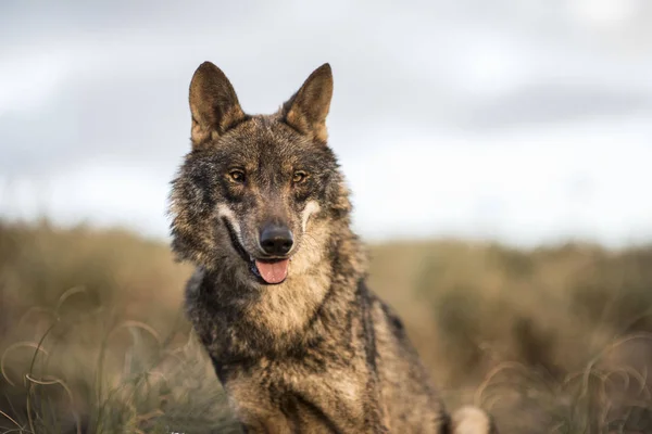 Loup ibérique dans la forêt — Photo