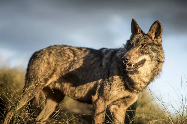 Loup ibérique dans la forêt — Photo