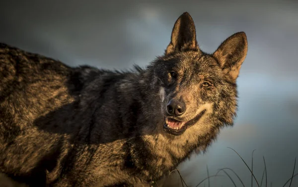 Loup ibérique dans la forêt — Photo