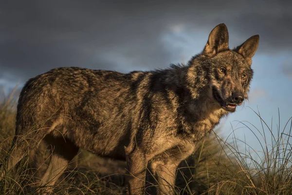 Iberic wilk w lesie — Zdjęcie stockowe