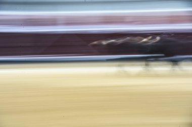 Boğa güreşçisi bir Arena. 