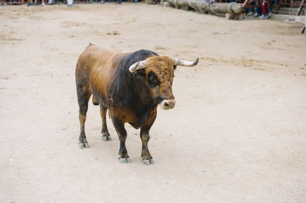 Toro en una plaza de toros . — Foto de Stock