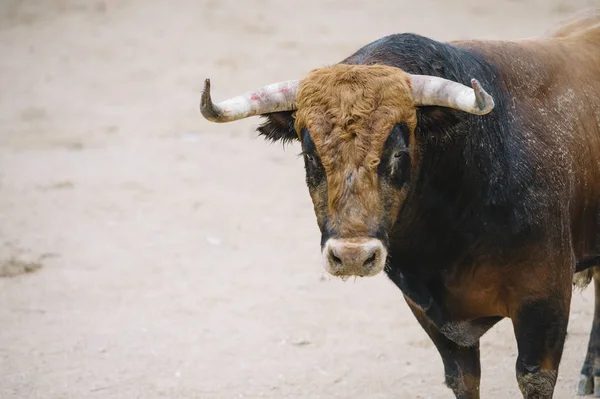 Stier in een arena. — Stockfoto