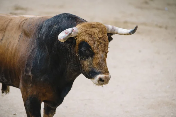 Stier in der Stierkampfarena. — Stockfoto