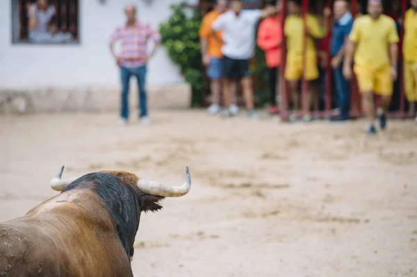 Toro in un bullring . — Foto Stock