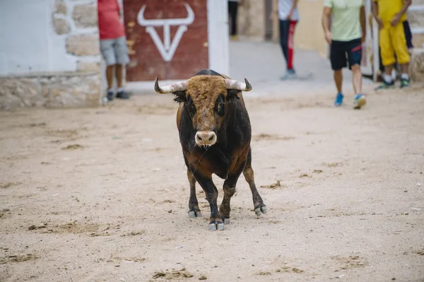 Toro en una plaza de toros . — Foto de Stock