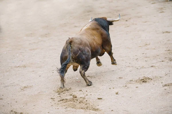 Stier in der Stierkampfarena. — Stockfoto