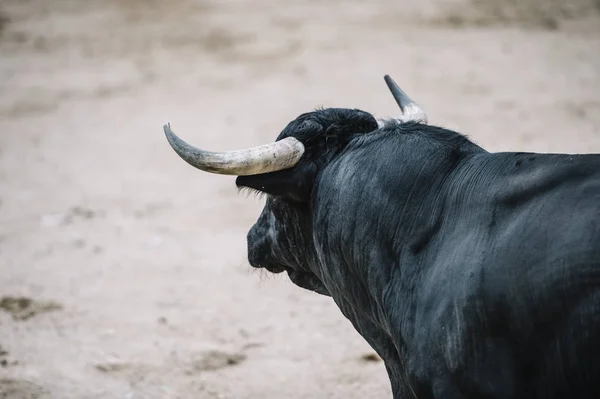 Bull in a bullring. — Stock Photo, Image