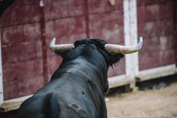 Toro en una plaza de toros . — Foto de Stock
