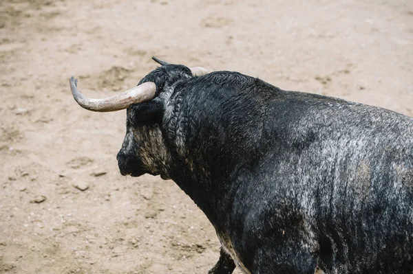 Stier in der Stierkampfarena. — Stockfoto