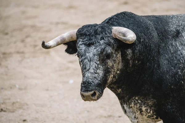 Stier in der Stierkampfarena. — Stockfoto