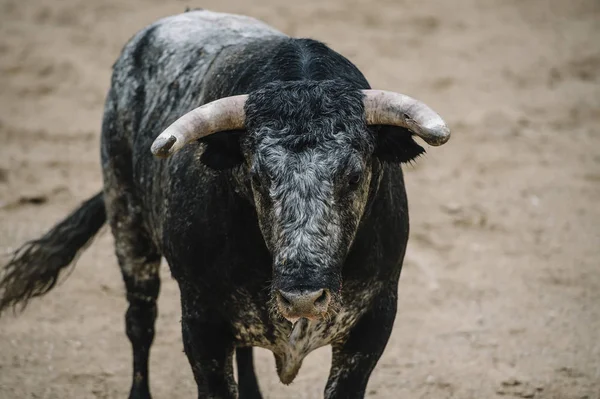 Tjuren i en tjurfäktningsarena. — Stockfoto