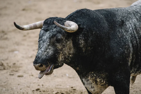 Toro en una plaza de toros . —  Fotos de Stock