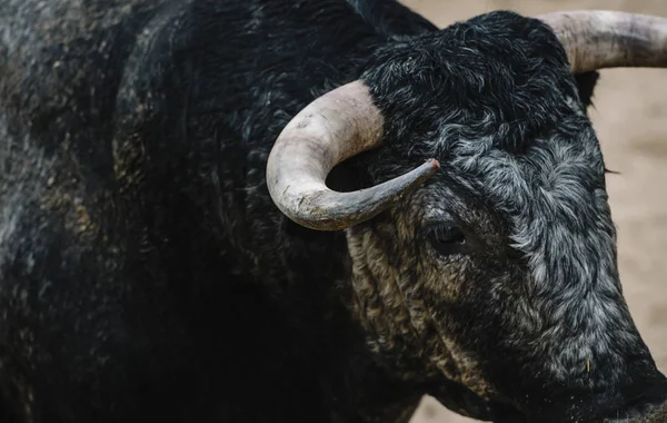 Toro en una plaza de toros . — Foto de Stock