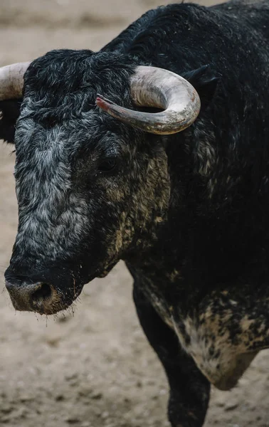 Stier in der Stierkampfarena. — Stockfoto