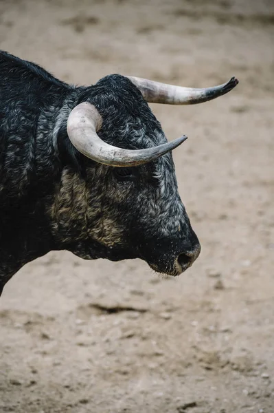 Toro en una plaza de toros . — Foto de Stock