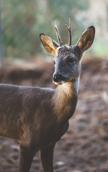 Sarna (Capreolus capreolus) w środowisku lasu. — Zdjęcie stockowe