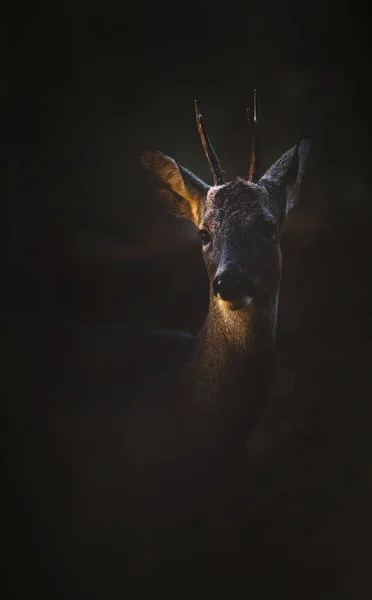 Reeën (Capreolus capreolus) in de omgeving van bos. — Stockfoto