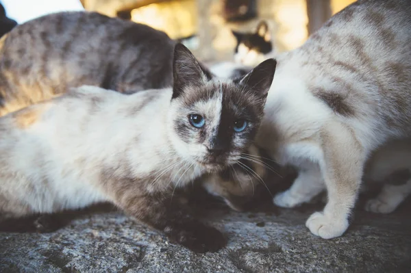 Group of cats eating in the street