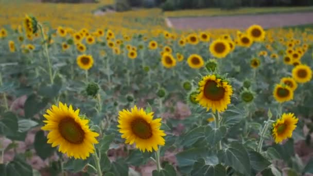 Bella donna in un campo di girasole — Video Stock