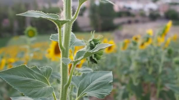 Belle femme dans un champ de tournesol — Video