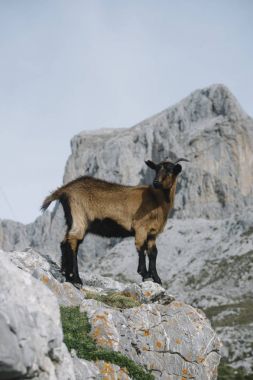 Picos de Europa yaban keçisi
