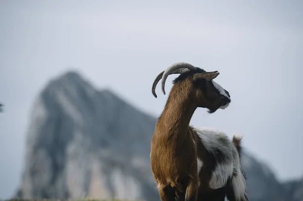 Vilda getter i Picos de Europa — Stockfoto