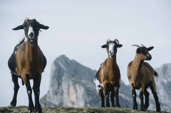 Wilde geiten in de Picos de Europa — Stockfoto