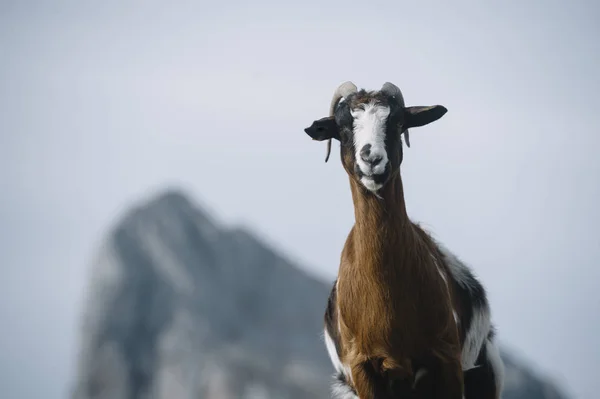 Το κρι κρι στα στο Picos de Europa — Φωτογραφία Αρχείου