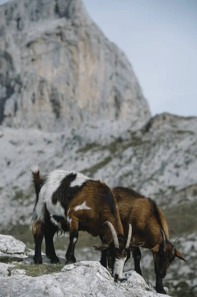 Vilda getter i Picos de Europa — Stockfoto