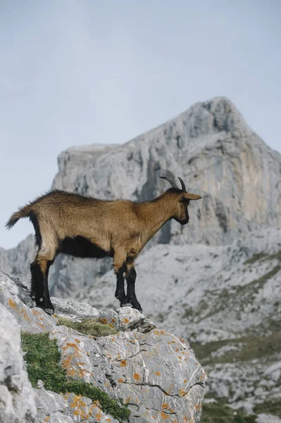 A Picos de Europa a vadkecske — Stock Fotó